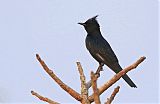 Crested Black-Tyrant